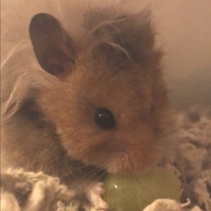 Meet your Posher, Lilliana